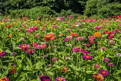 zenia field.webp