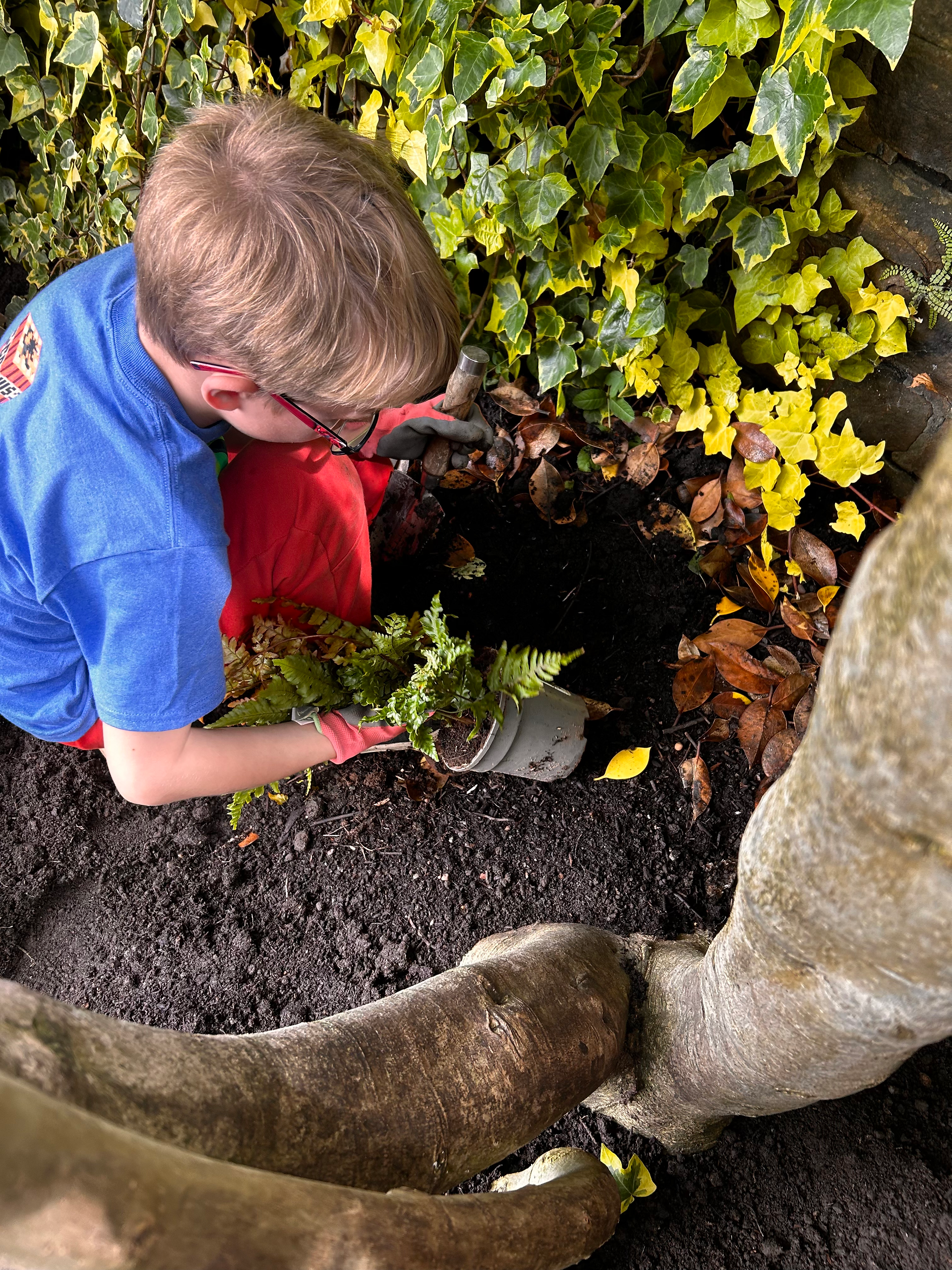 Child planting fern