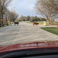 One of the Reasons We Love Living in Lucas