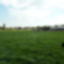 looking up from field.jpg