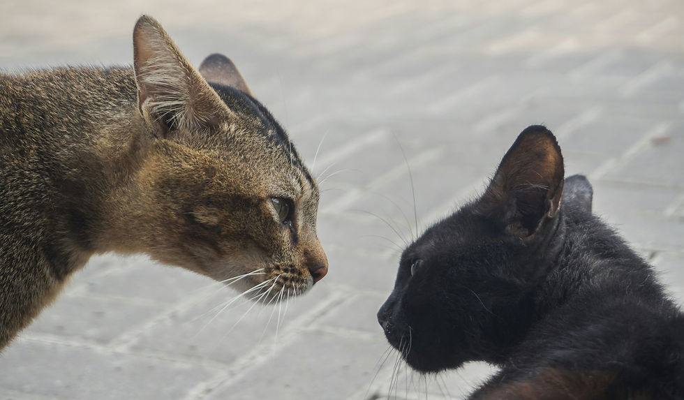 Two cats look at one another visibly angry