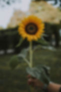 A single sunflower