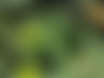 ルーテシア　エンジンチェックランプ点灯