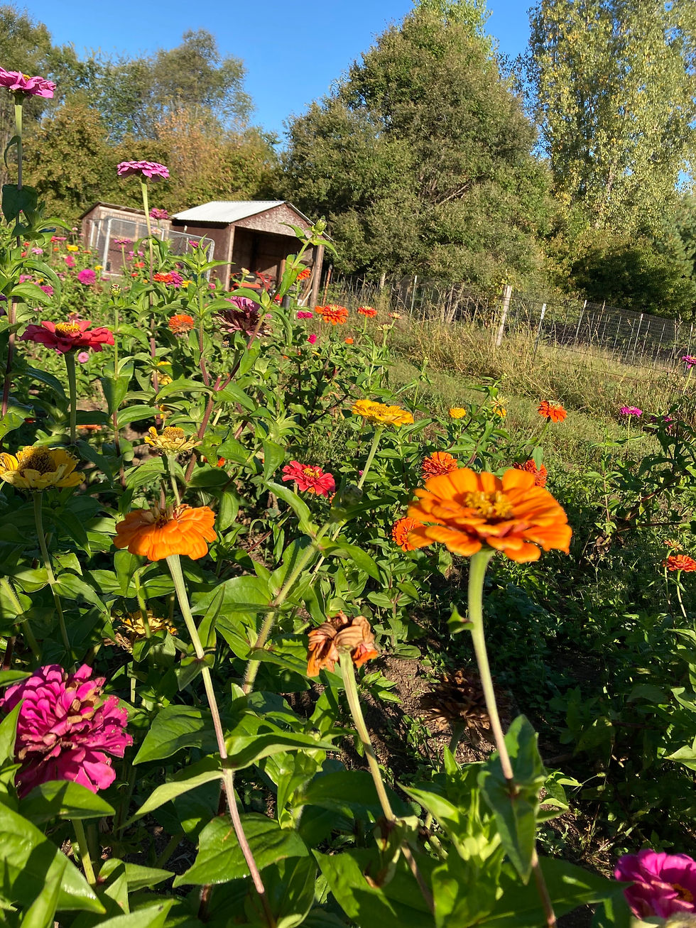 Orange, red and pink zinnias are in the foreground. In the background are a garden shed and several trees.