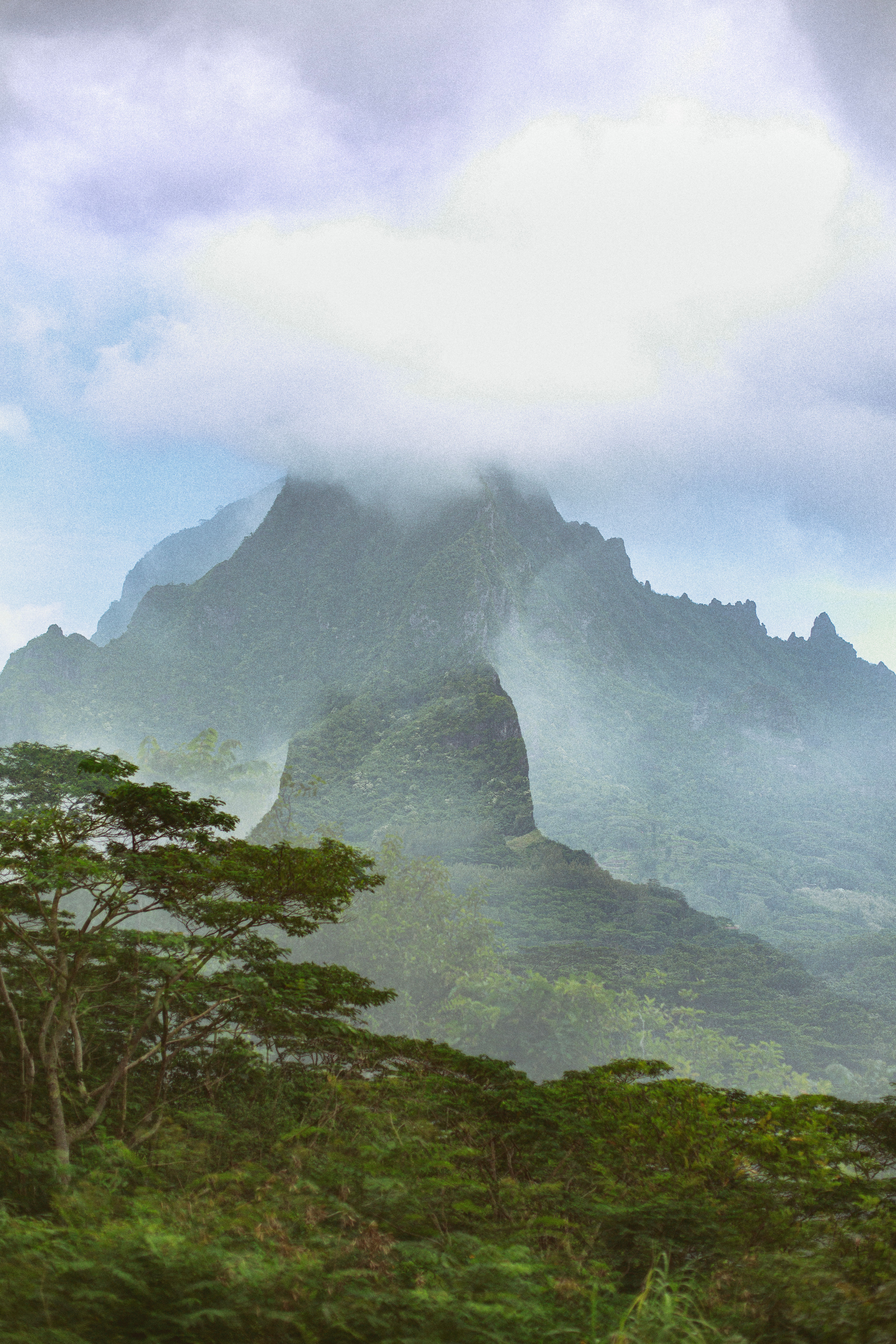 Dreaming Of a Jungle By ZUZANA 'MAZU' H.M.