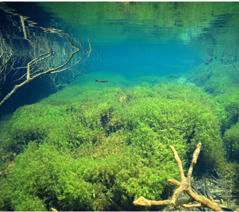 The Power of Algae: Discovering Algae Benefits and Risks