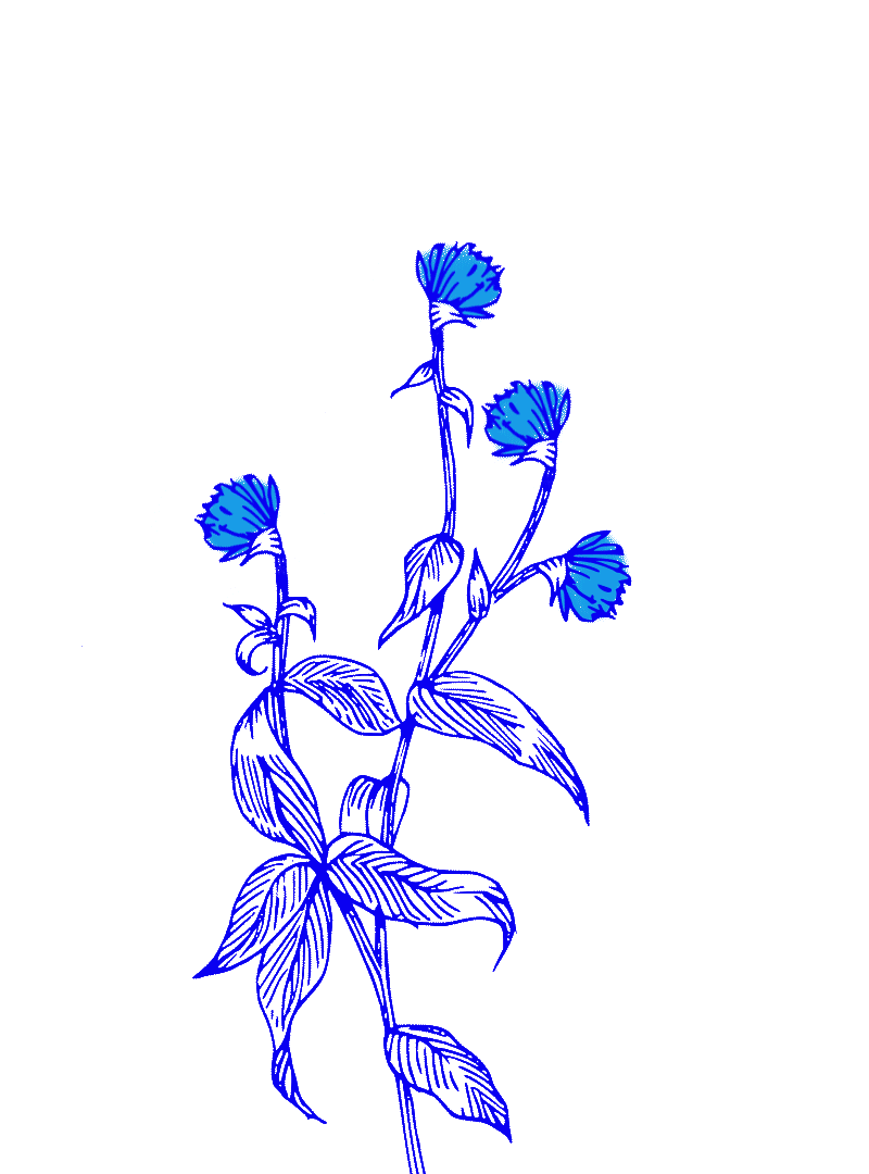 FLOWERS-WEBSITE3.gif