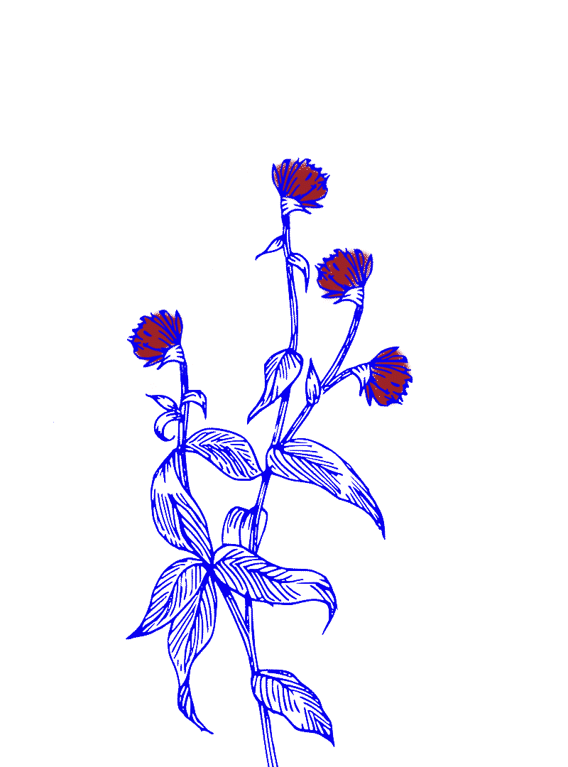 FLOWERS-WEBSITE1.gif