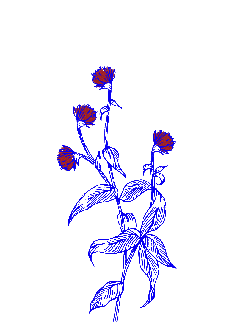 FLOWERS-WEBSITE1b.gif