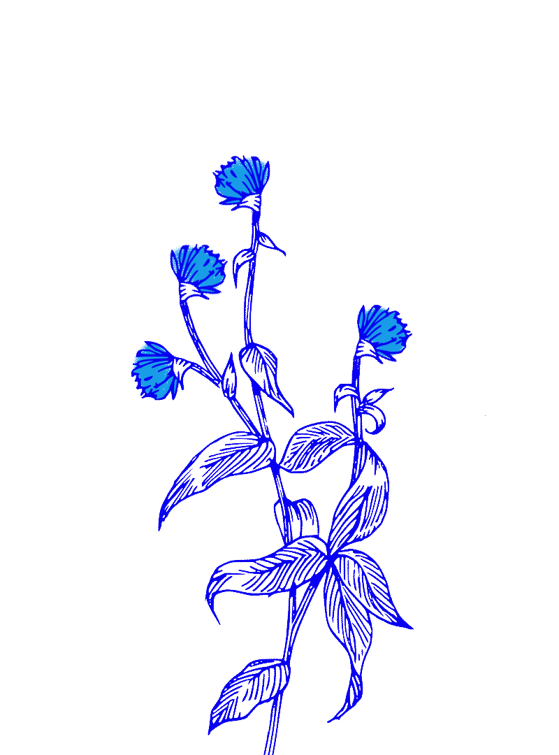 FLOWERS-WEBSITE3b.gif