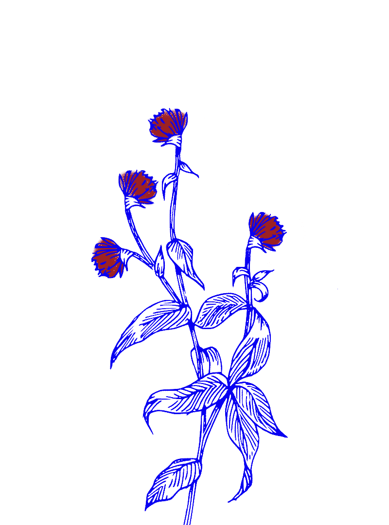 FLOWERS-WEBSITE6b.gif