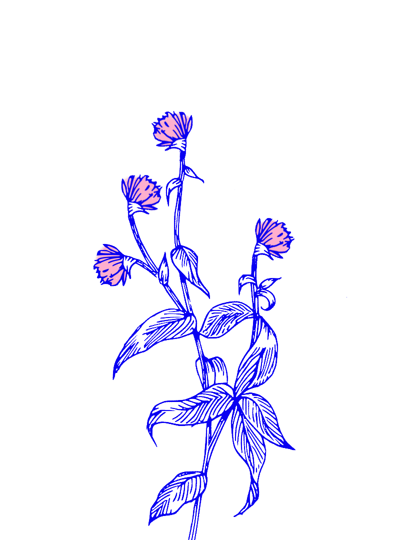 FLOWERS-WEBSITE4b.gif
