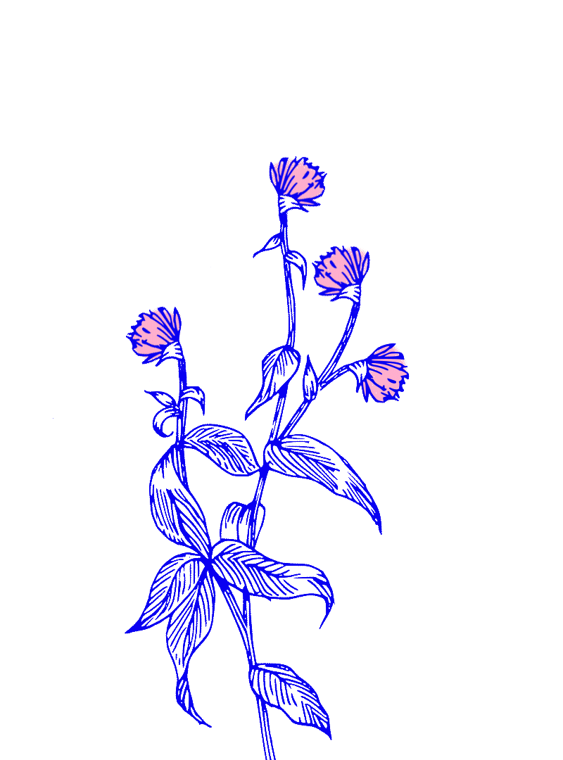 FLOWERS-WEBSITE4.gif