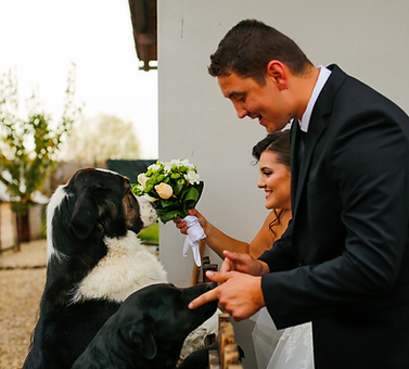 A couple on their wedding day with their two dogs