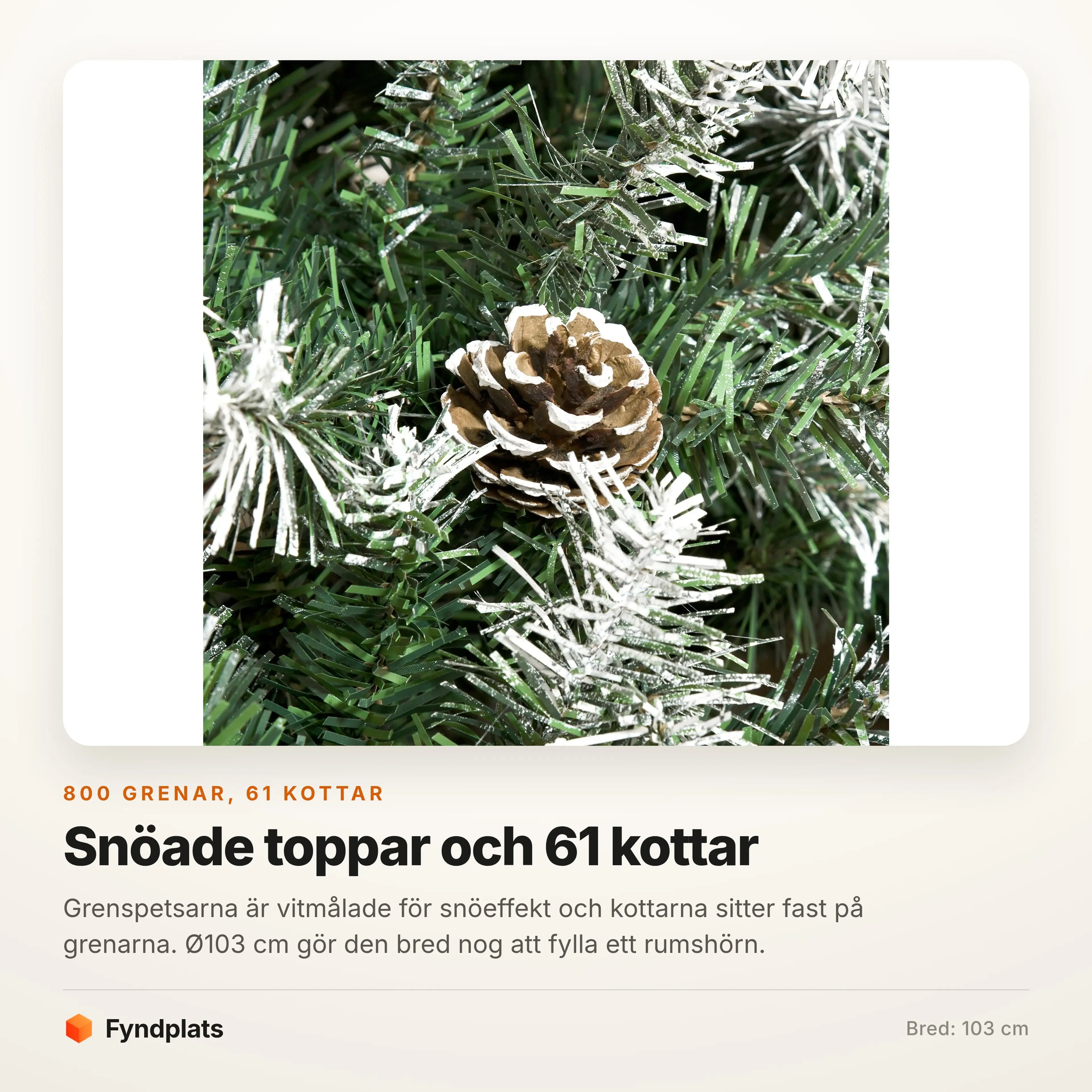 Närbild på en kotte bland snöade grenspetsar