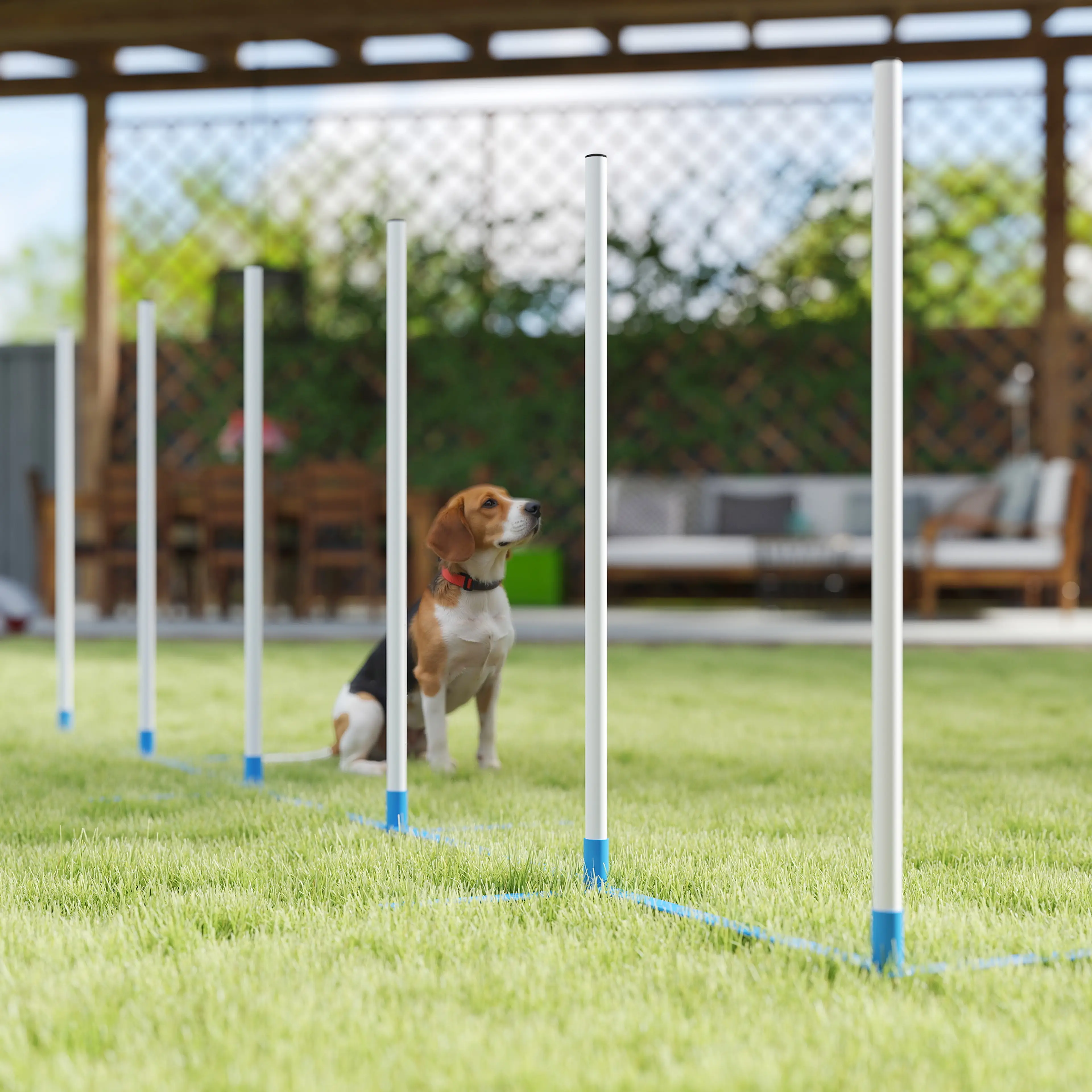 En beagle sitter vid slalomstängerna på en gräsmatta under en pergola