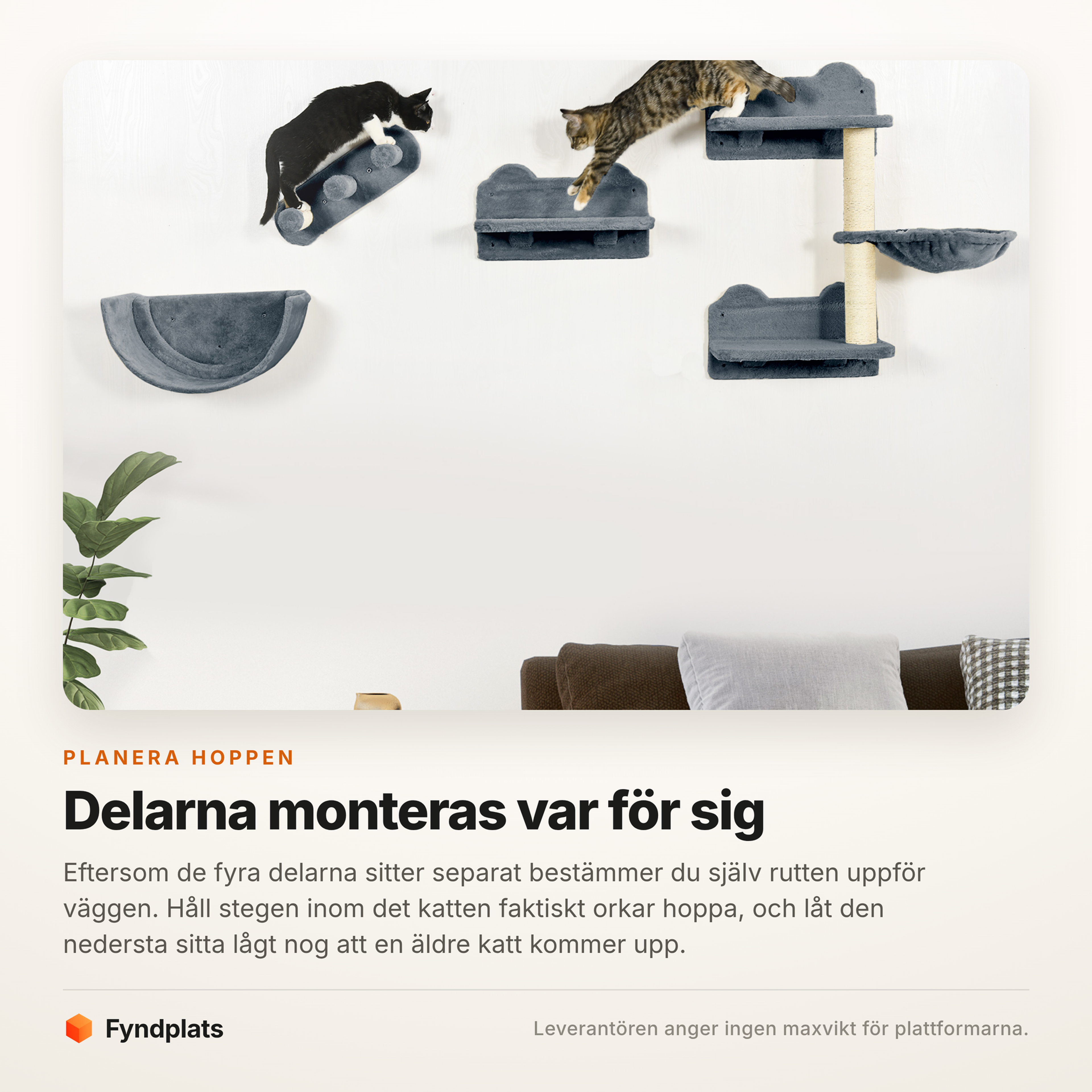 Två katter klättrar mellan de väggmonterade delarna