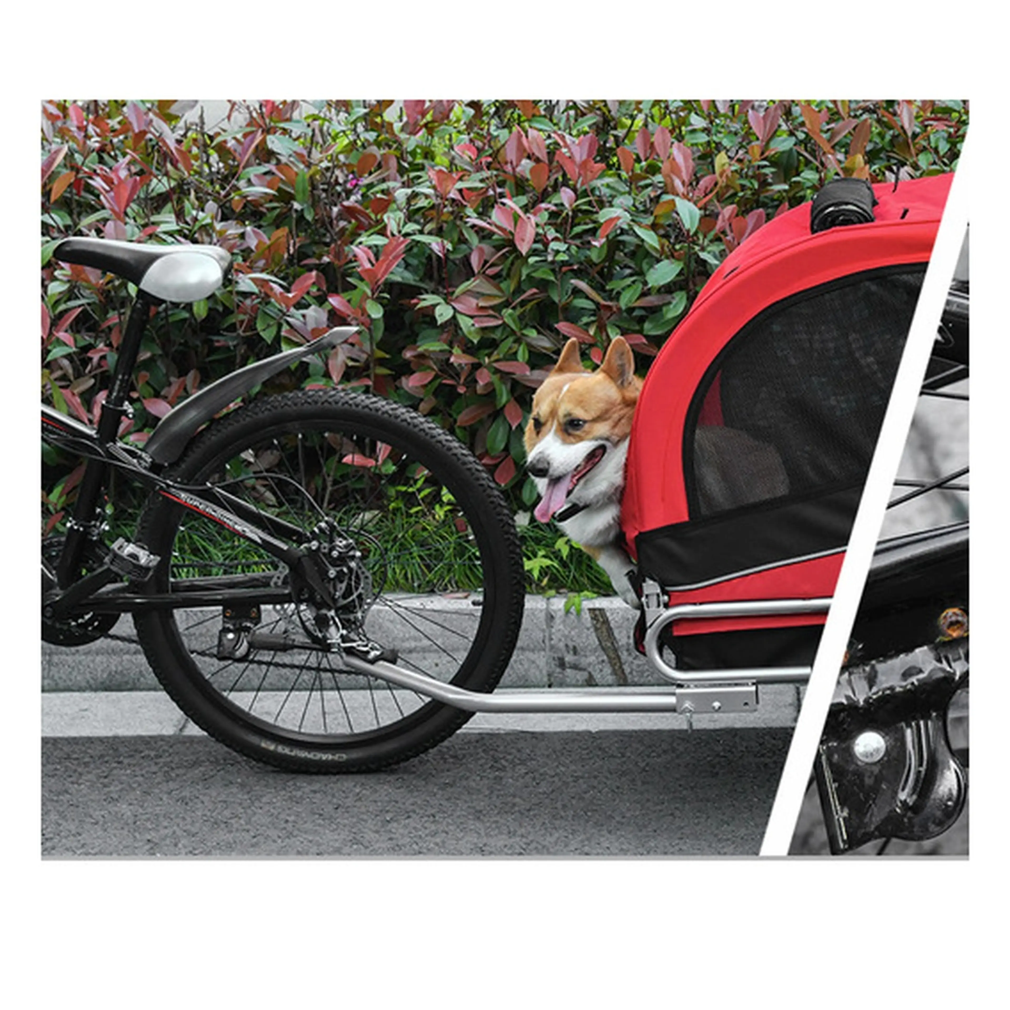 Cykelkärran kopplad bakom en cykel med hunden som tittar ut genom sidan