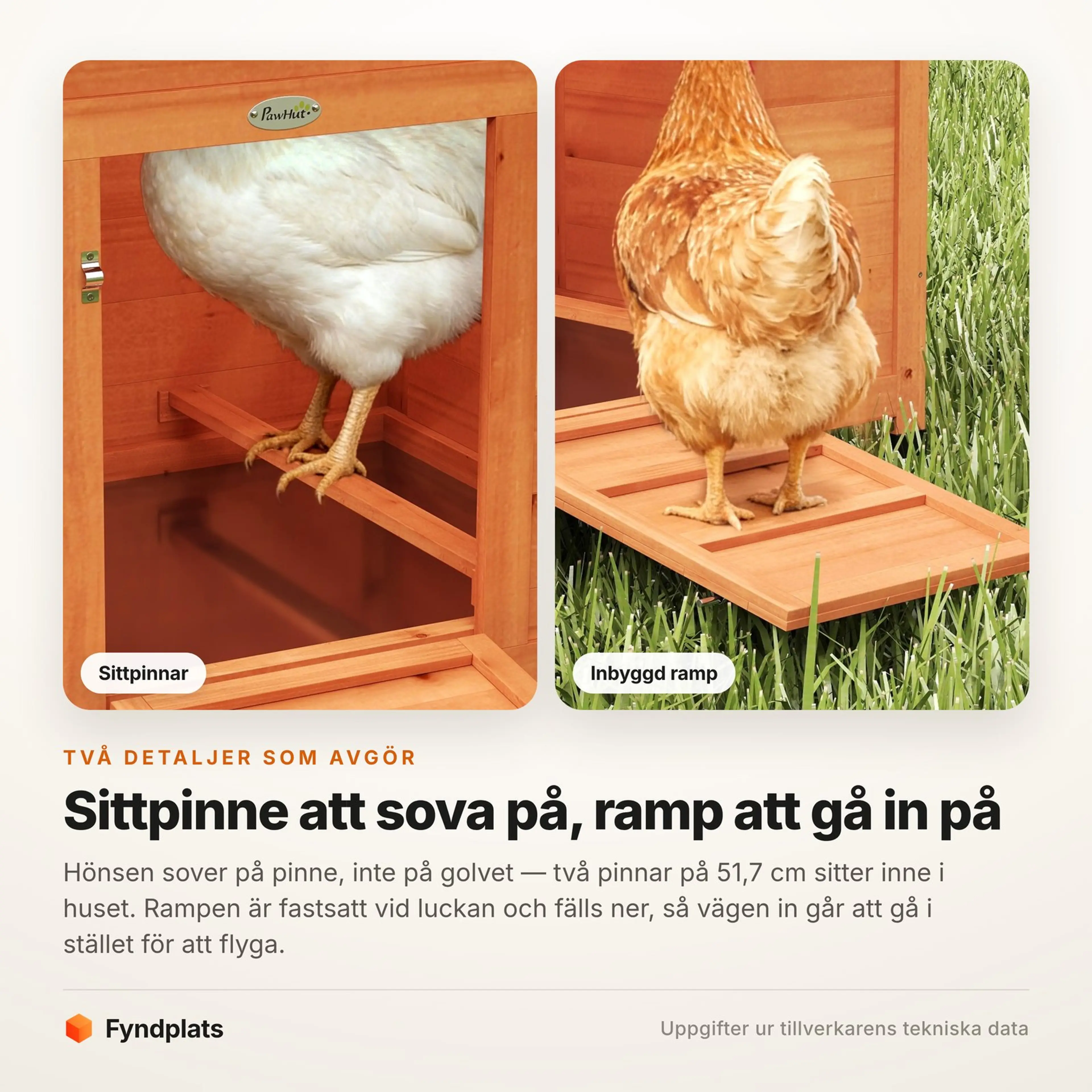 Höna på sittpinnen inne i huset och höna på den fällbara rampen