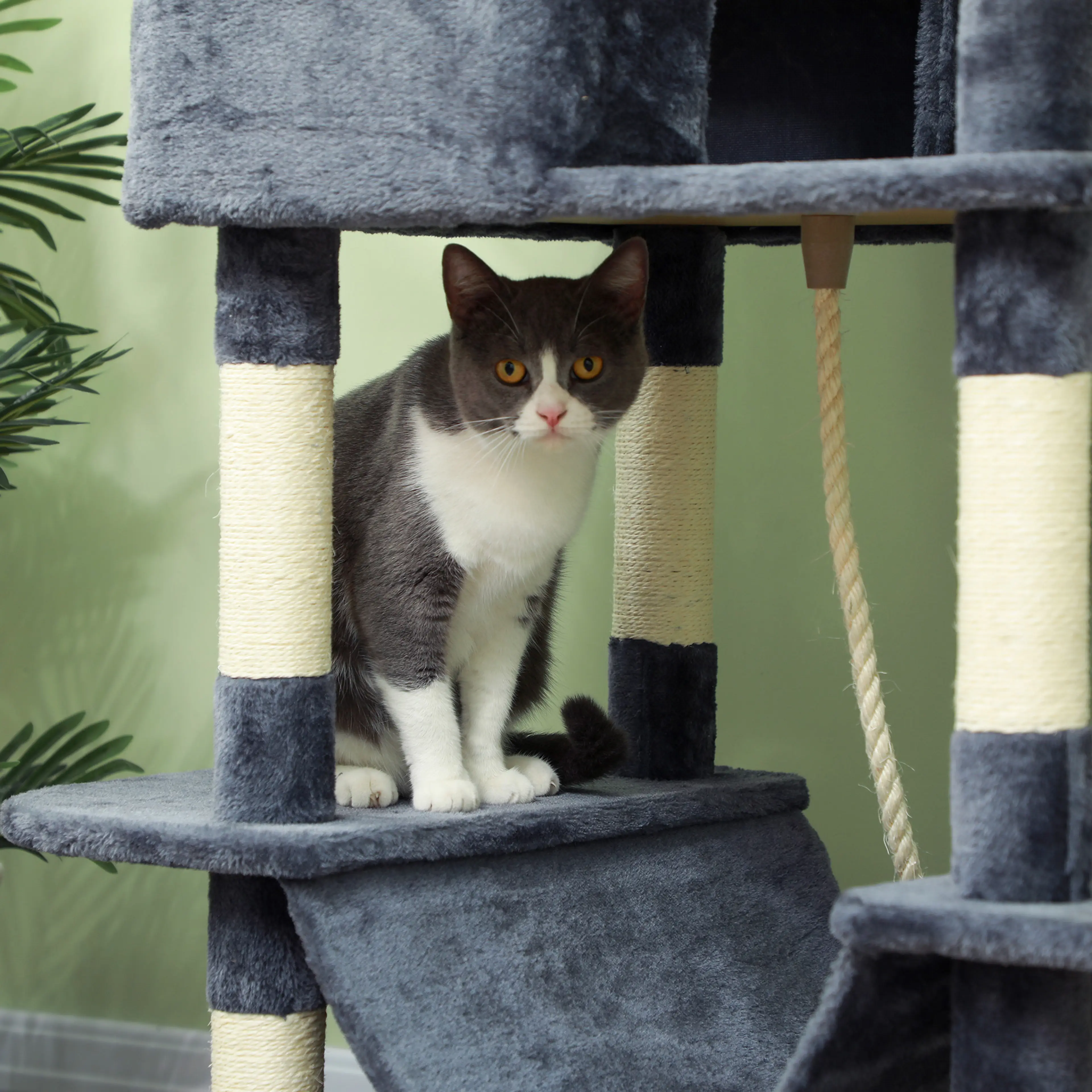 Katt som tittar ut ur det övre huset, med sisallindad stolpe bredvid
