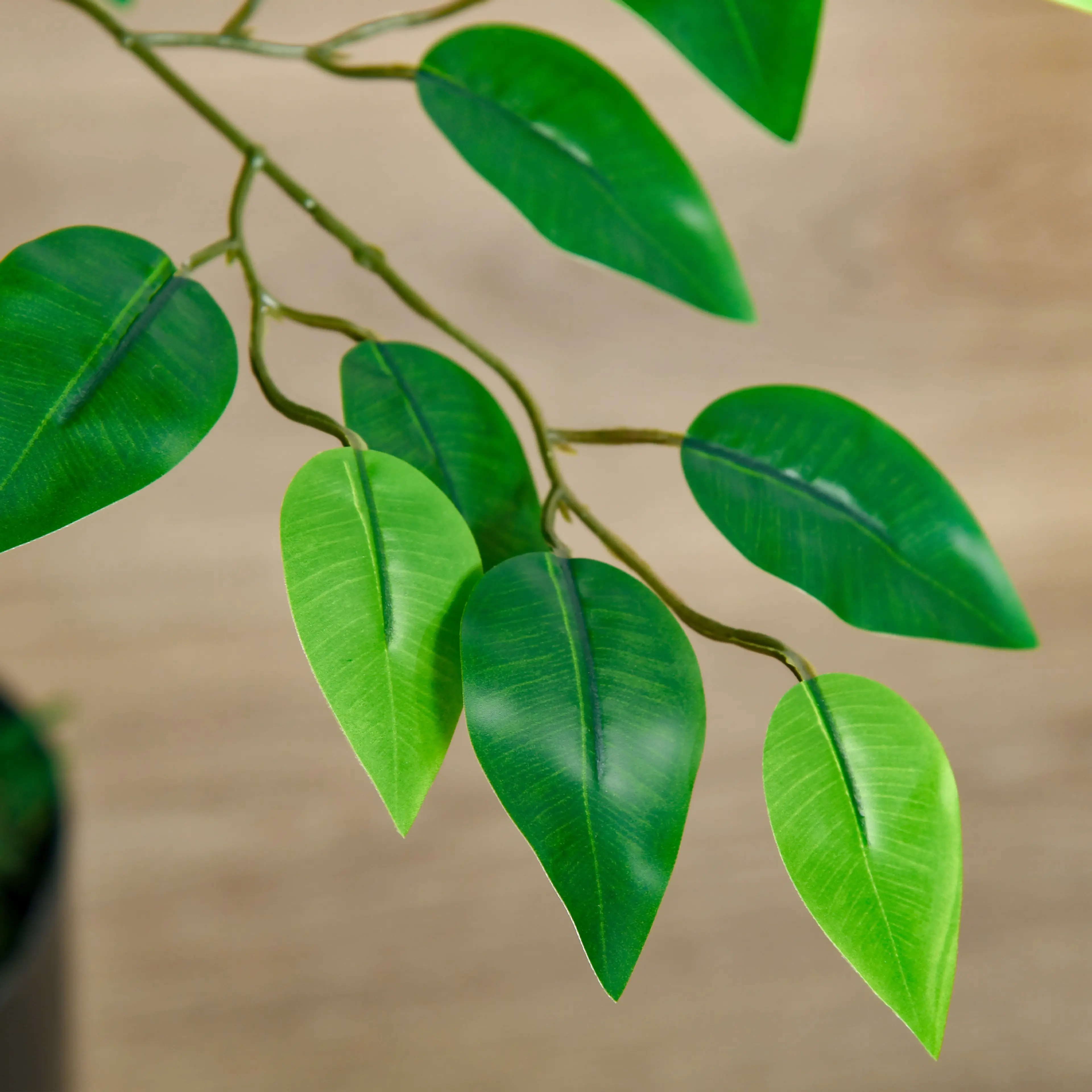 Närbild på ficusens gröna blad på en gren