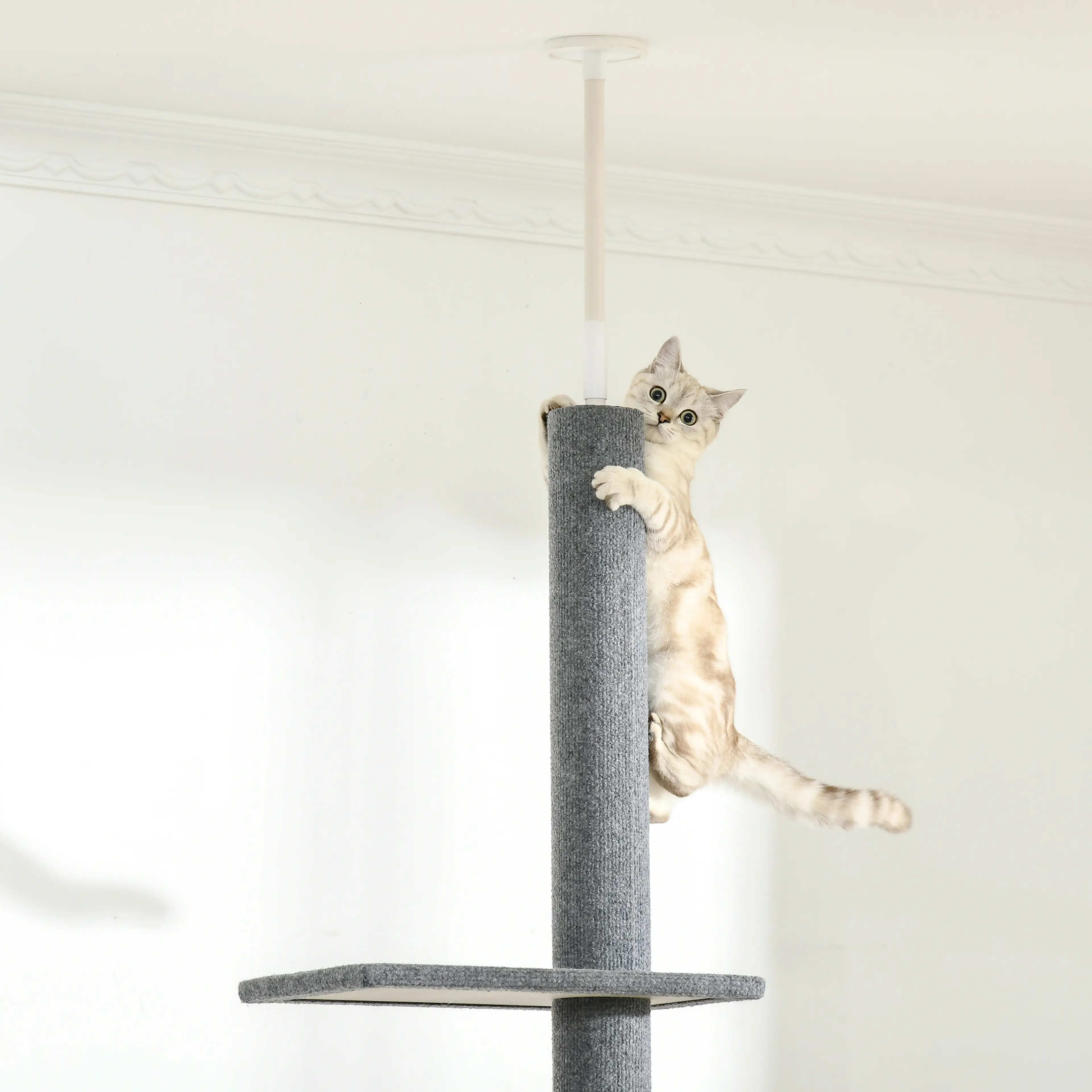 Katt som klättrar på stolpen med tassarna om den grå plyschen