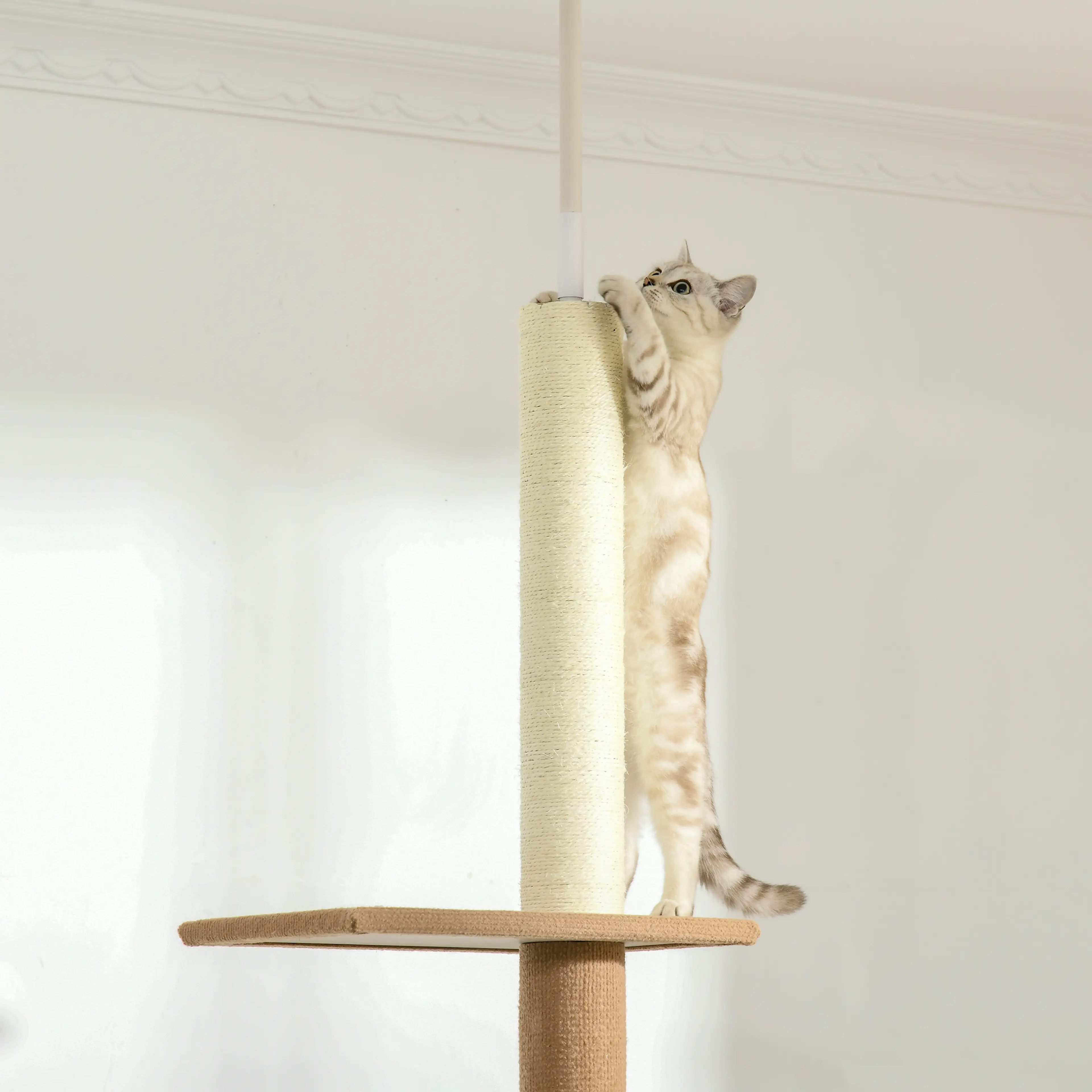 Katt som sträcker sig upp mot den sisallindade delen av stolpen