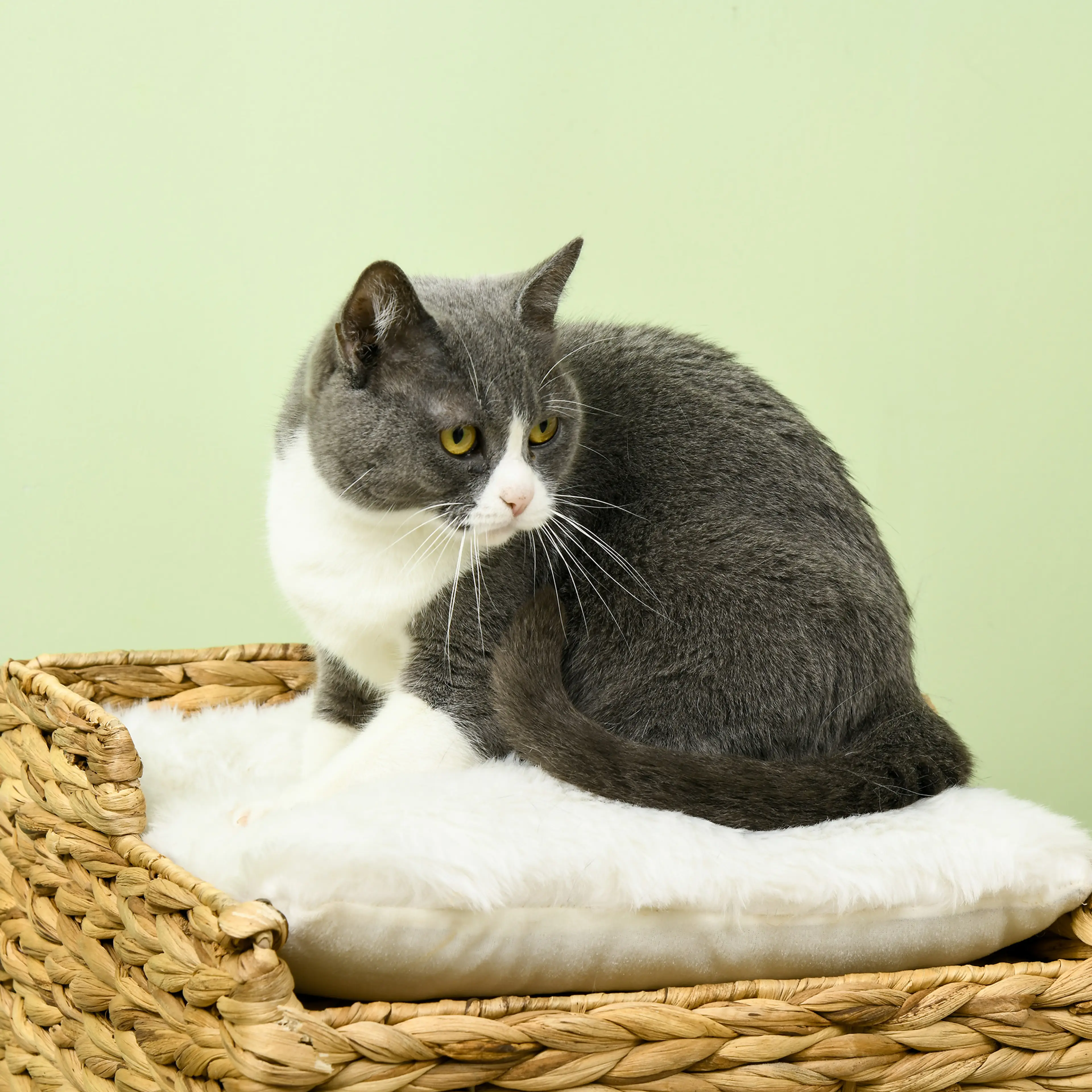 Närbild på en gråvit katt som ligger på den vita kudden ovanpå kattkojan