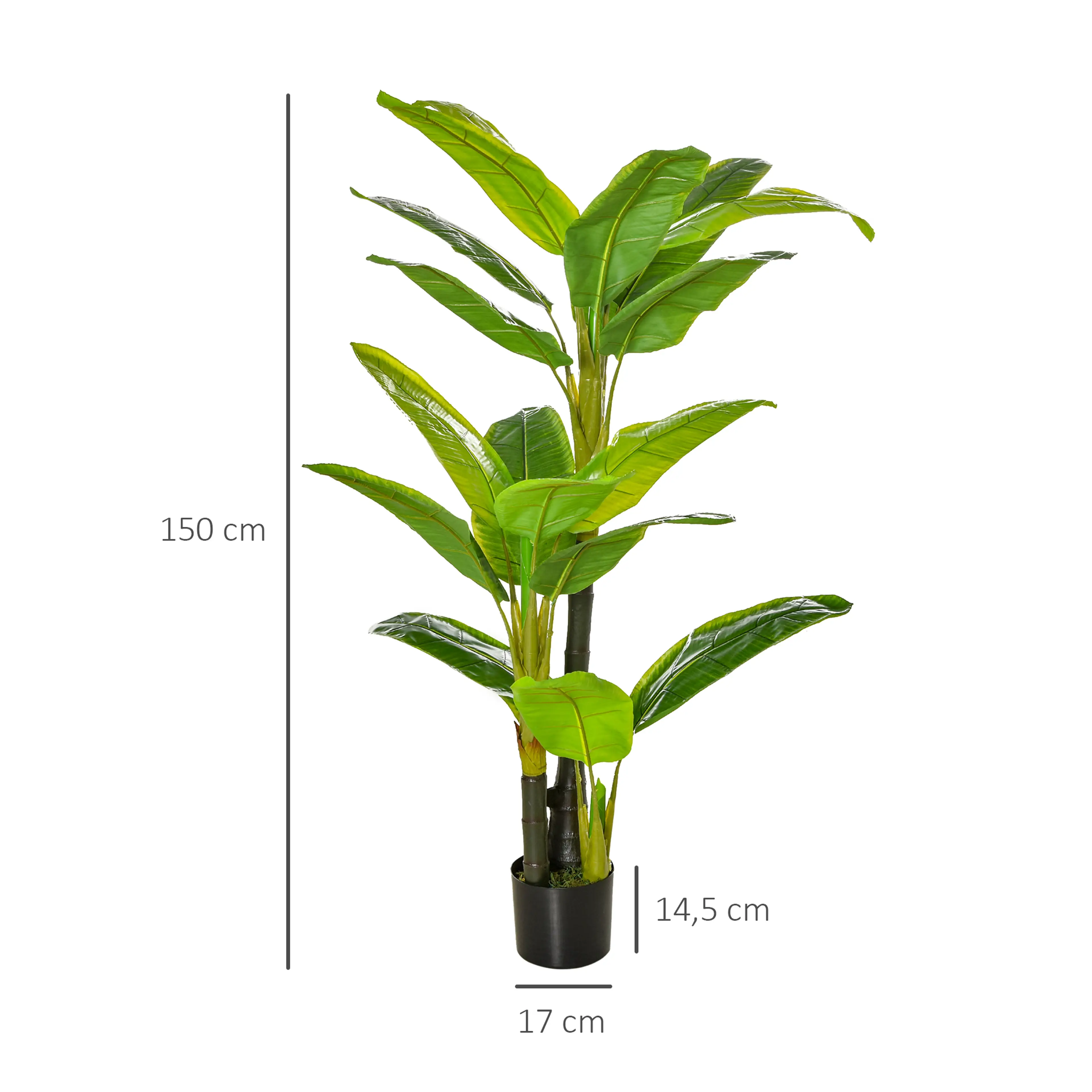 Måttbild: växten är 150 cm hög och krukan 17 cm bred och 14,5 cm hög