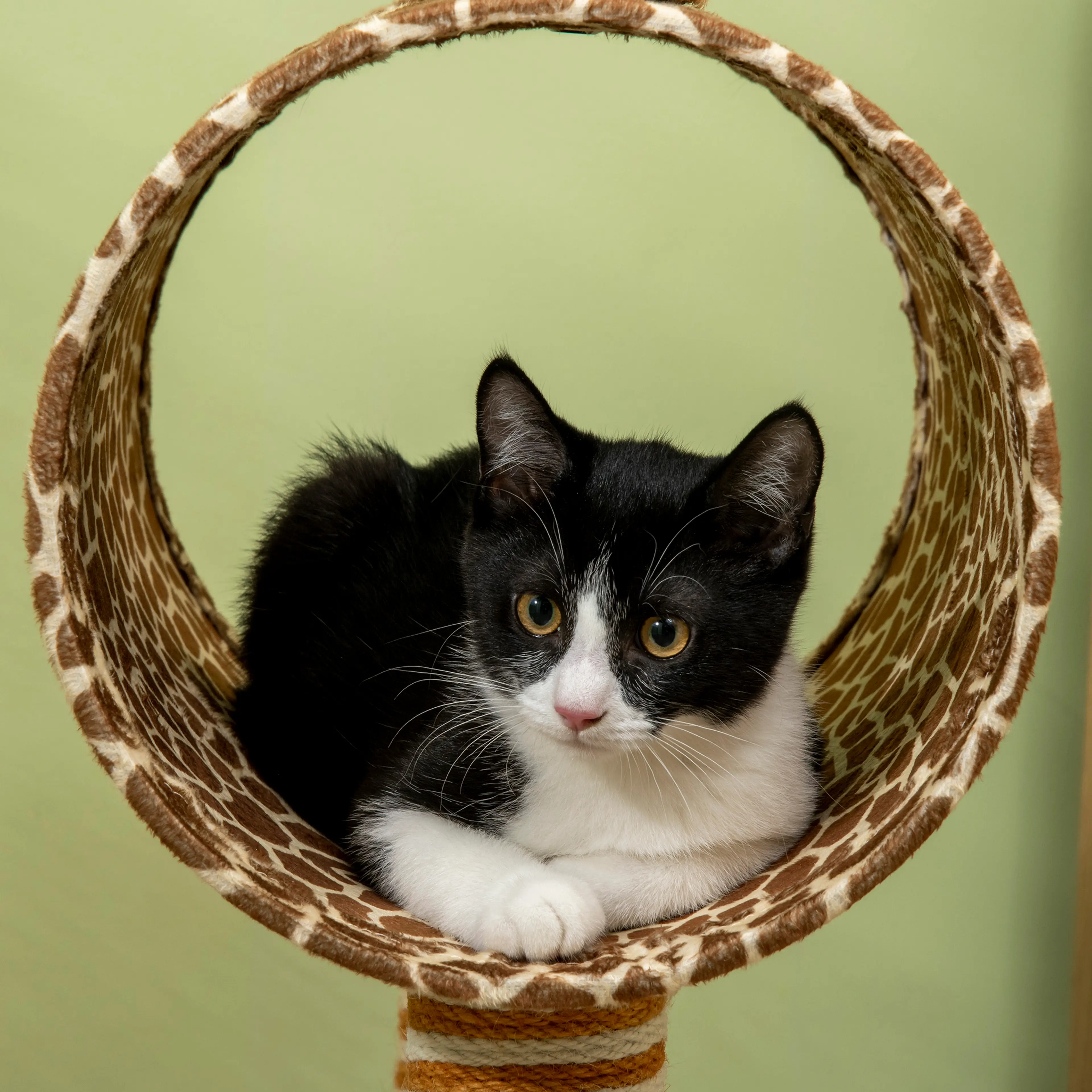 Katt som ligger inne i tunneln och tittar ut genom öppningen