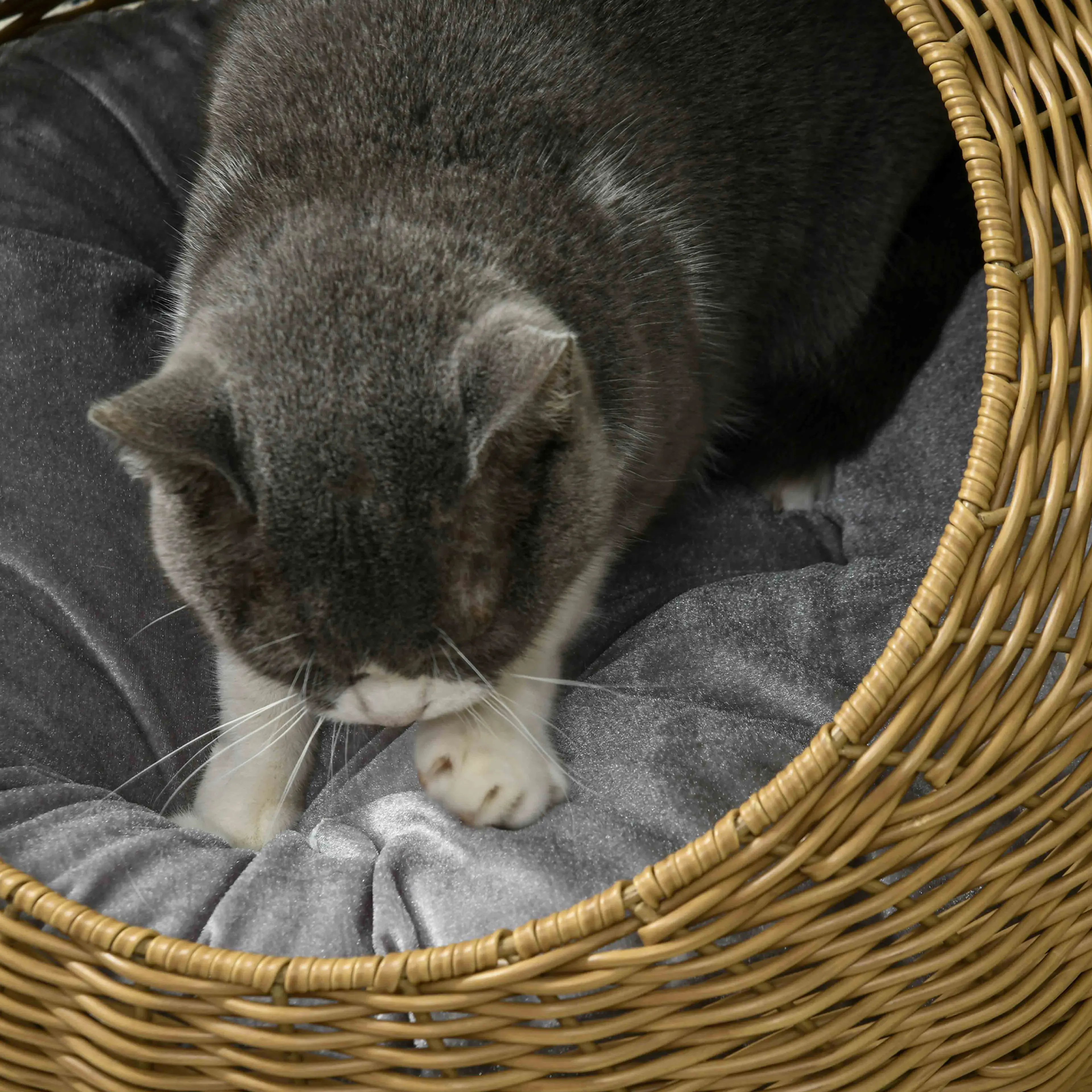 Närbild på en grå katt som ligger på kudden inne i kattigloon