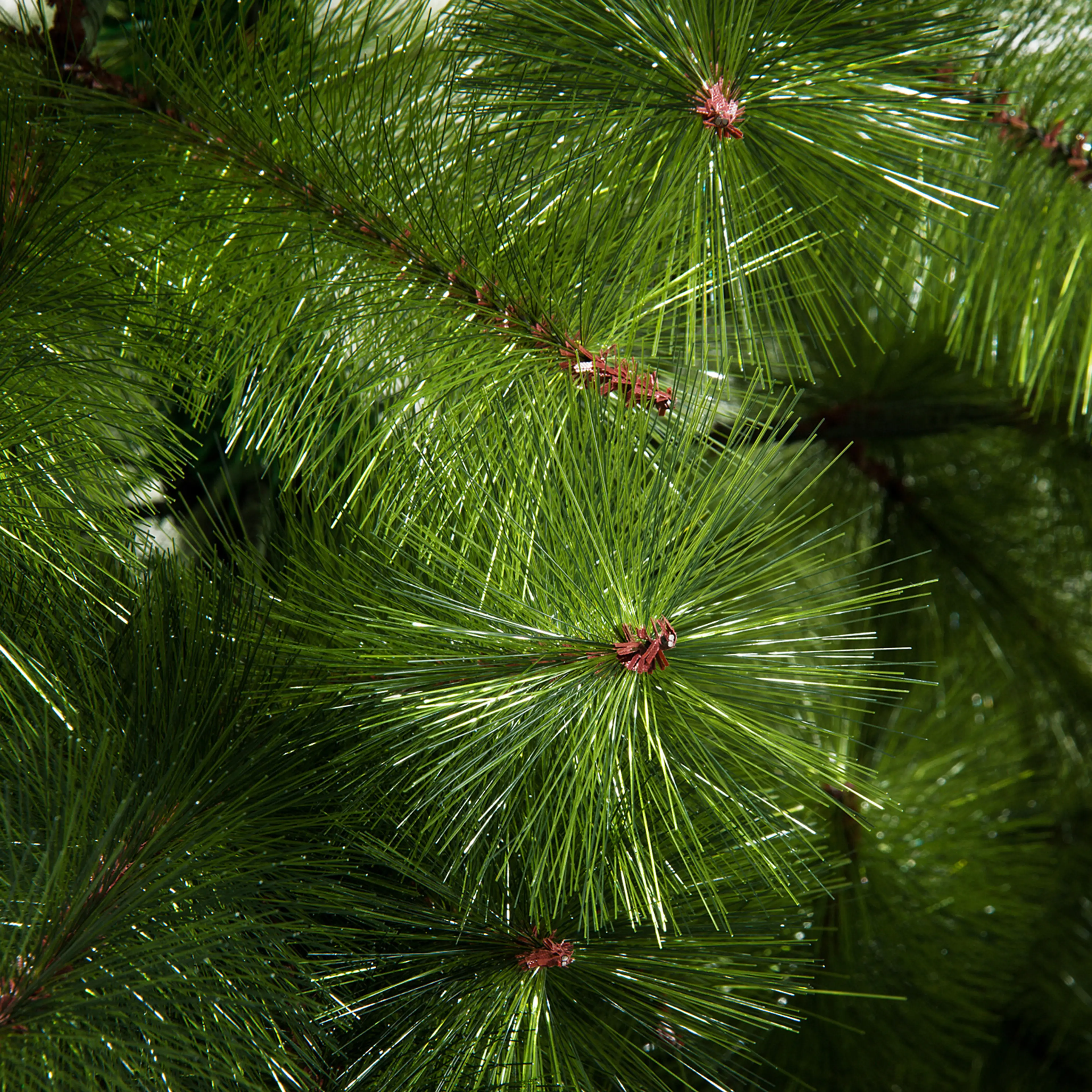 Detalj av barrens silverkant
