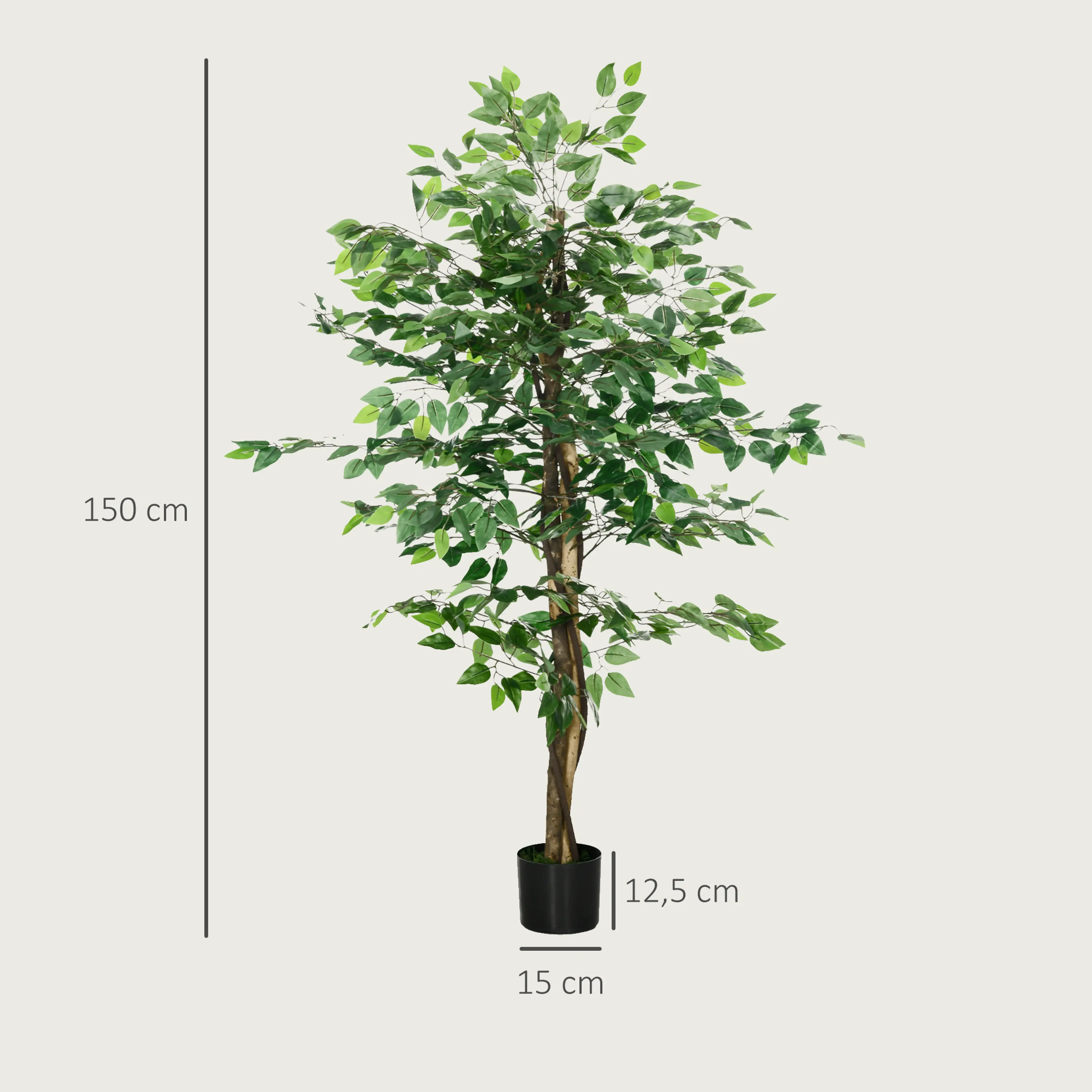 Måttbild: fikusen är 150 cm hög och krukan Ø15 cm och 12,5 cm hög