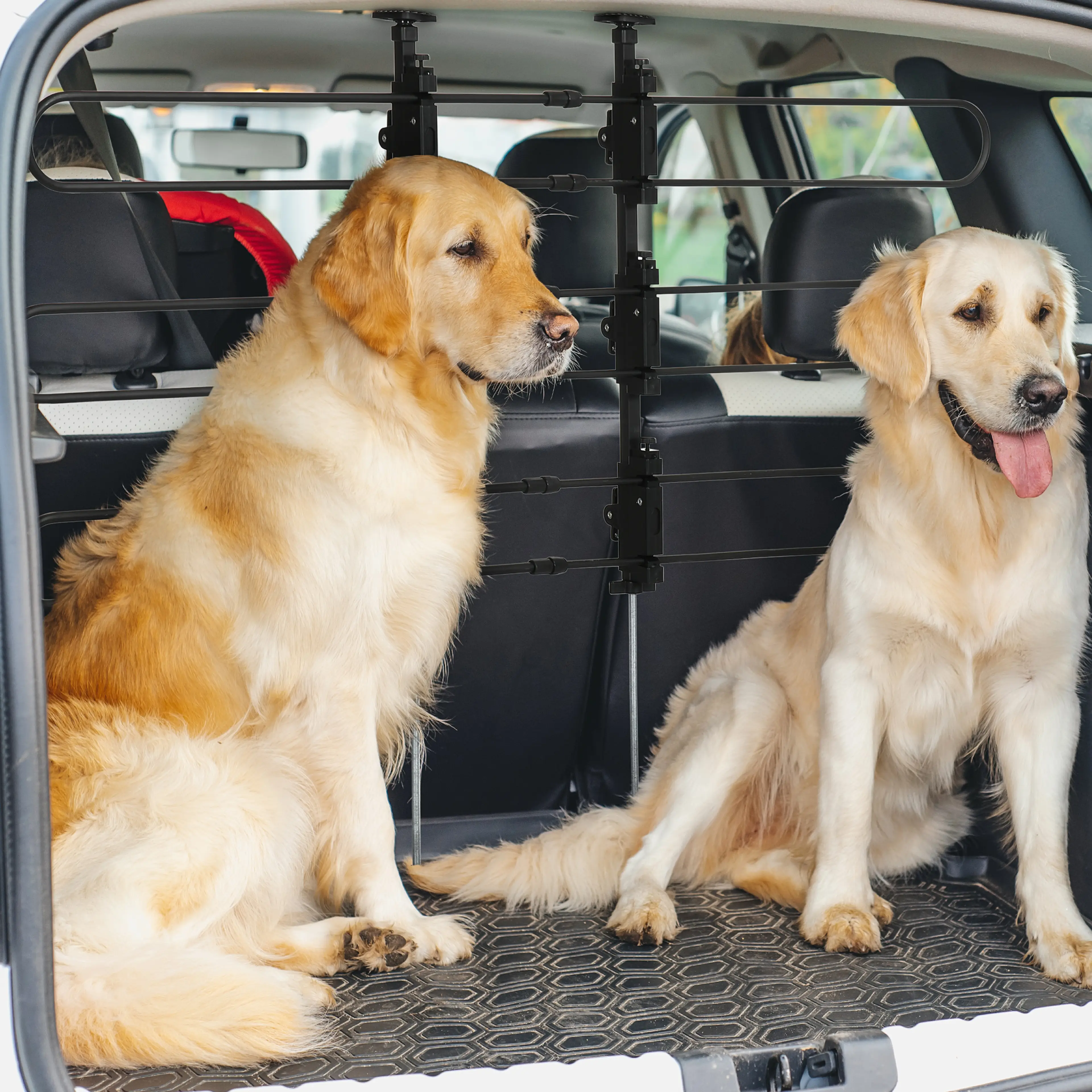 Två golden retrievers sitter i ett bagageutrymme bakom det svarta gallret