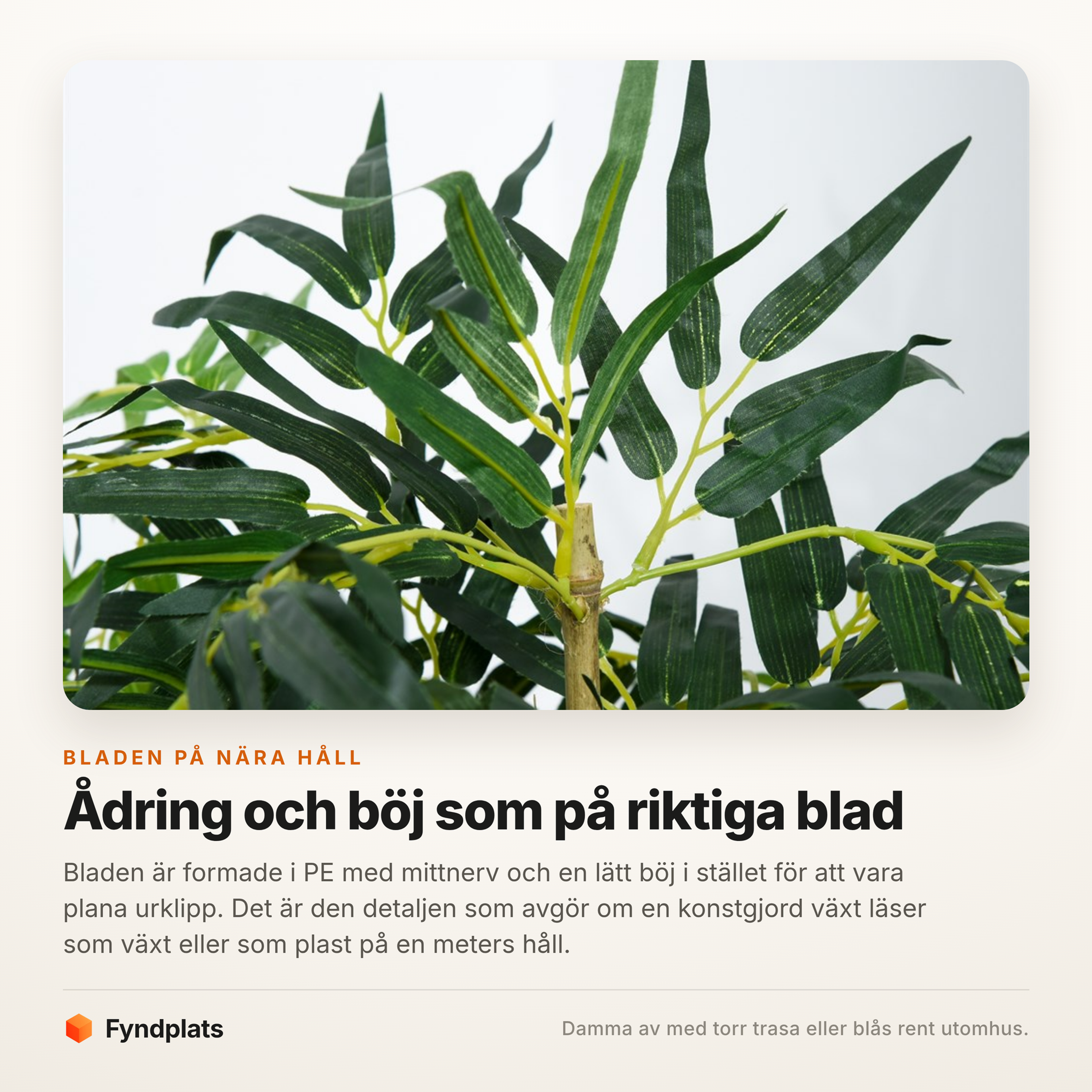 Närbild på bambubladen med mittnerv och böjd form