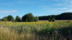 Sonnenblumen1