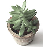 Succulent