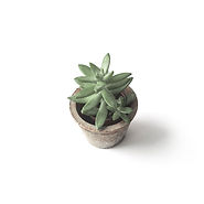 Succulent