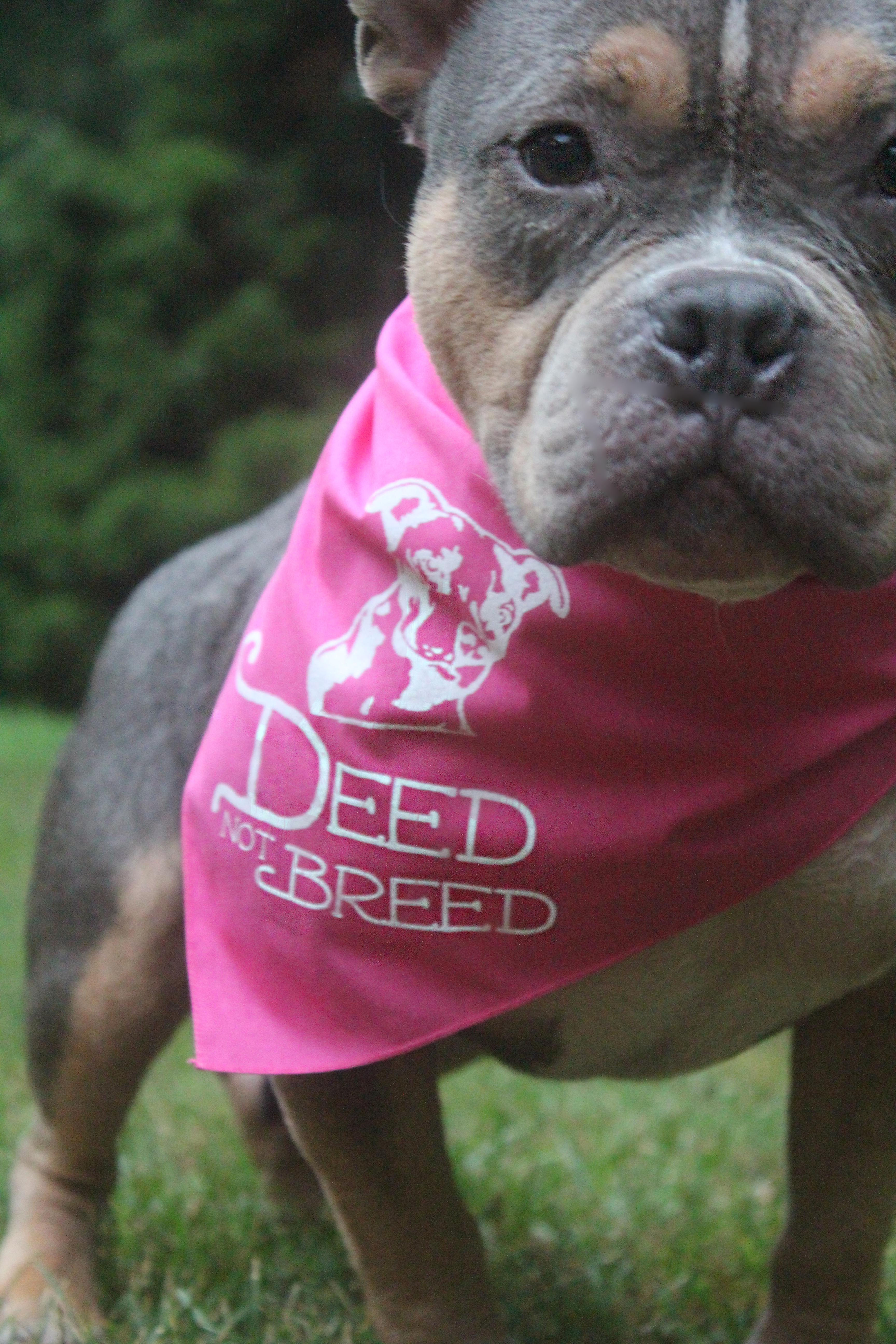 Deed Not Breed Bandana Pink or Black