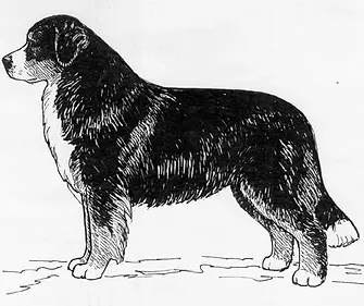 bernese-mountain-dog outline.webp
