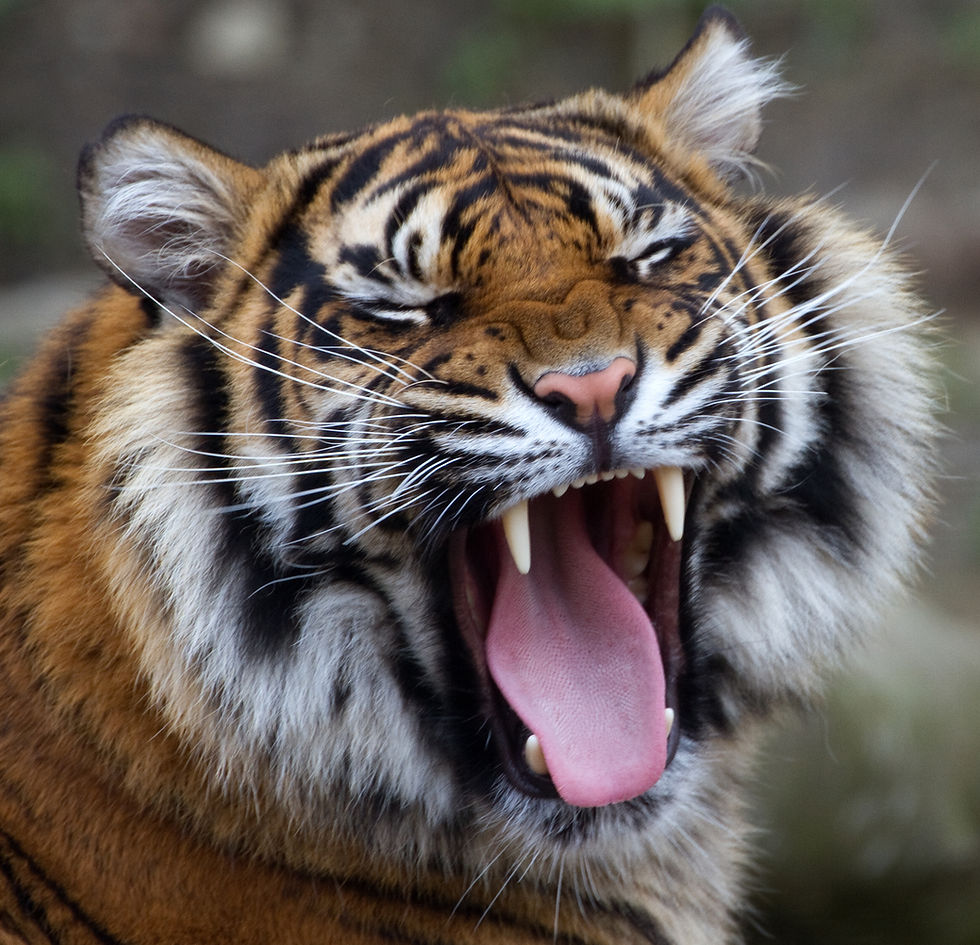 Sumatran Tigers