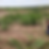 ree