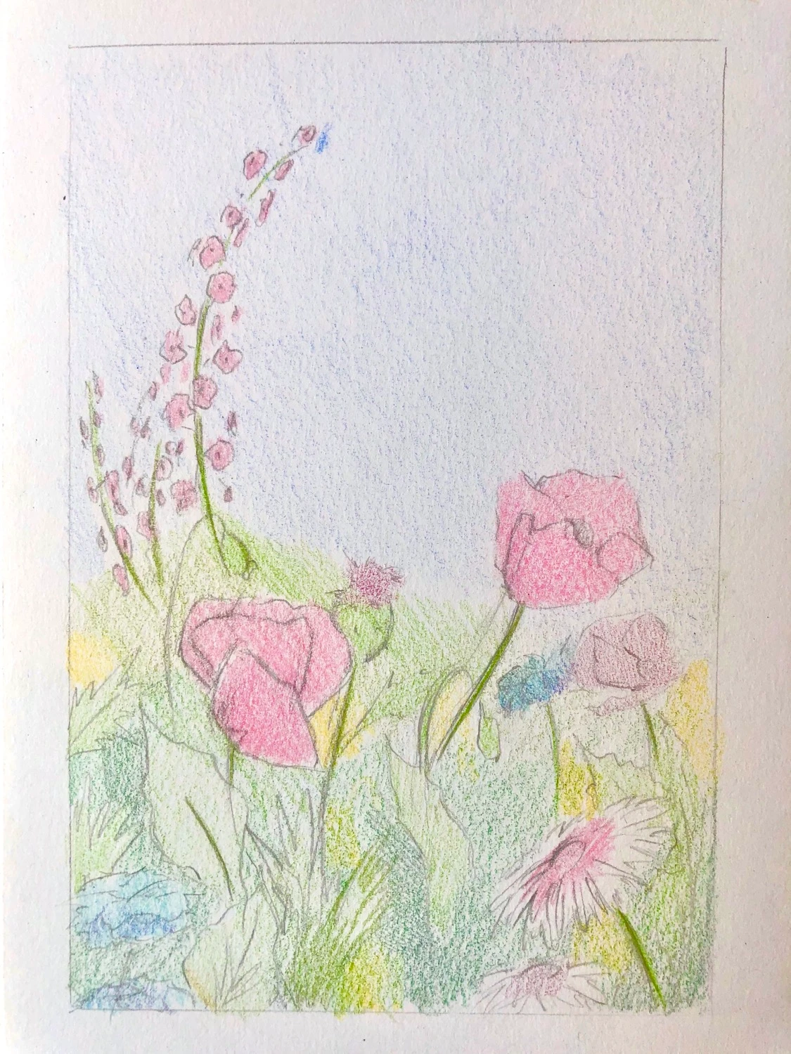 sketch, colour, pencil, flowers