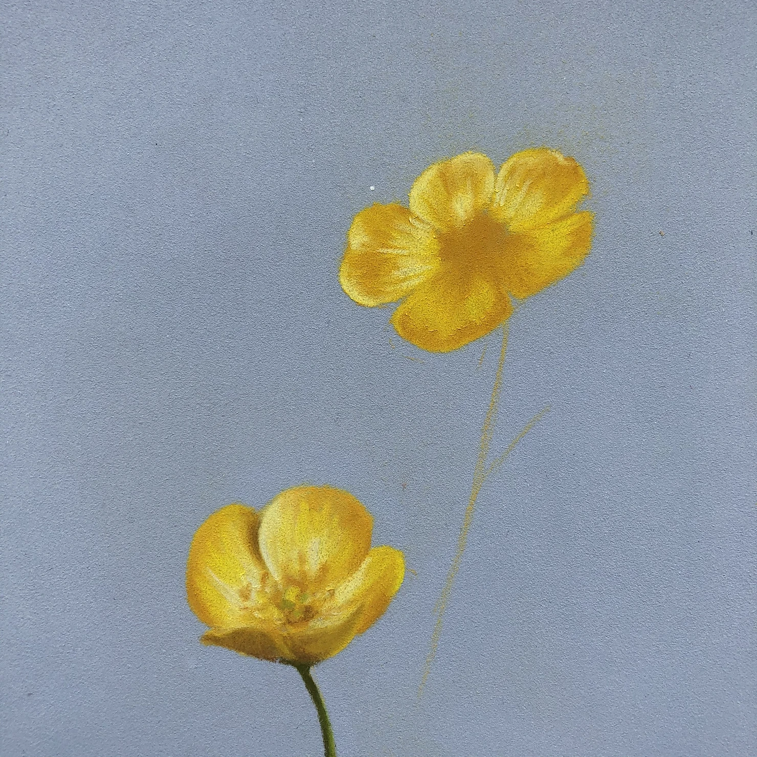 butter, buttercup, cup, yellow, yellow buttercup, golden chalice, gold flower, yellow art, flower art, flower drawing, artist, how to draw with pastel pencils, how to draw, how to use pastel pencils, pastel pencil tips, pastel pencils for beginners, beginners art lesson, free online art class