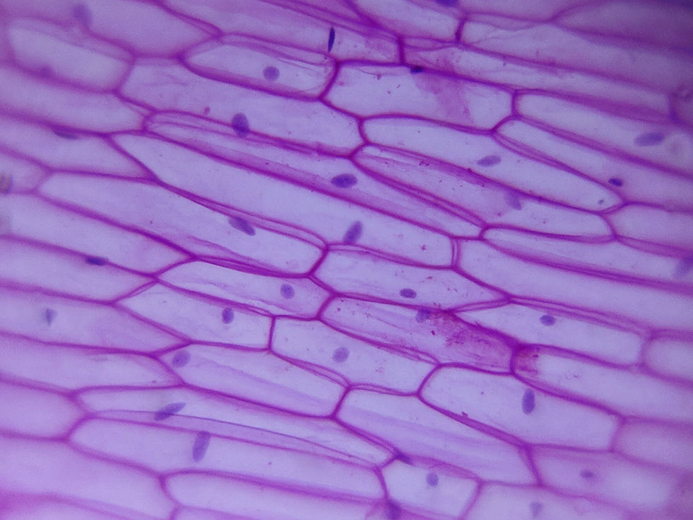 Thumbnail: Foldscope x STEMily Explorer Kit