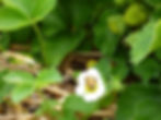 Pollinisation
