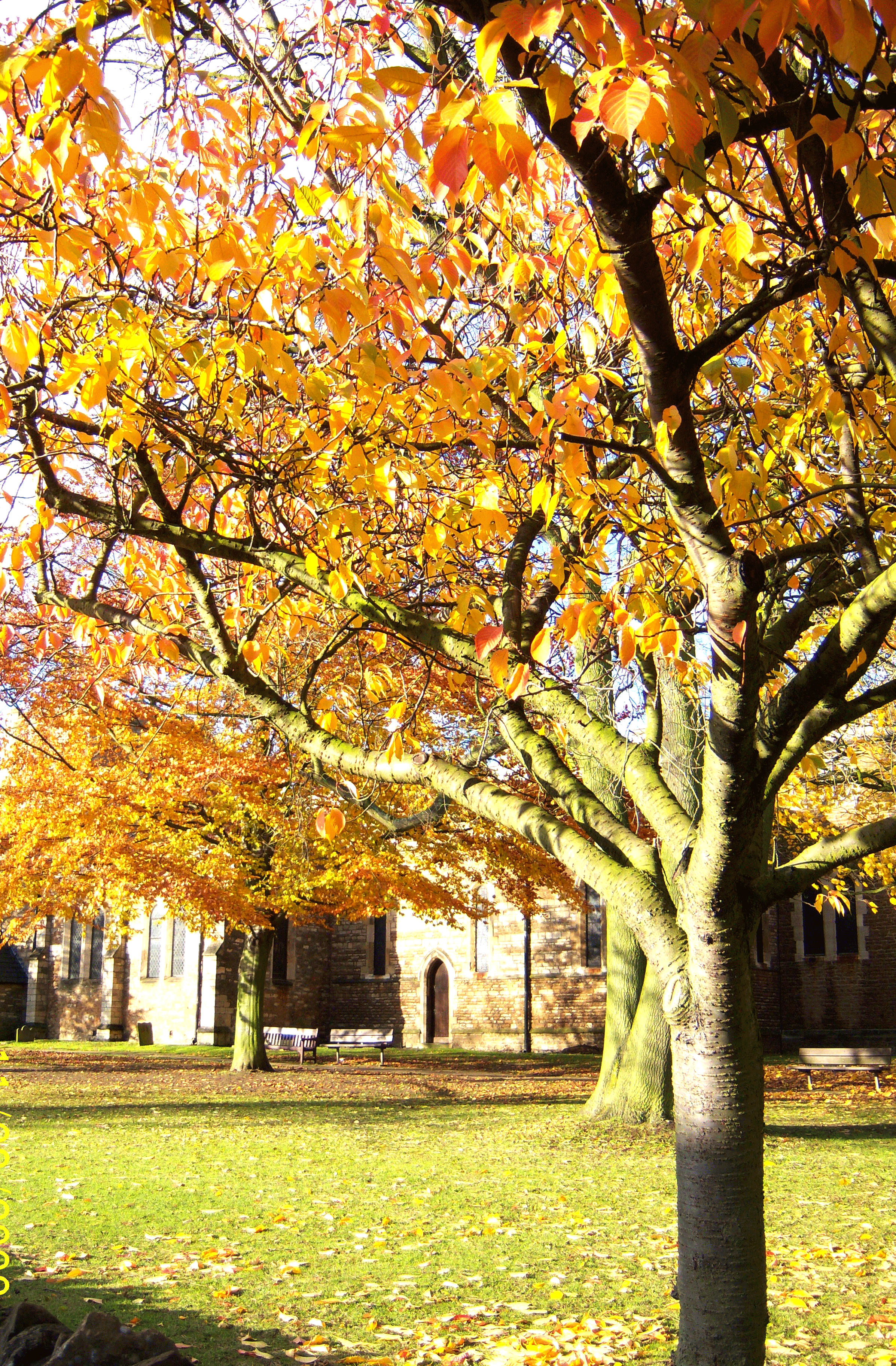 album-yellow-tree-web2gif