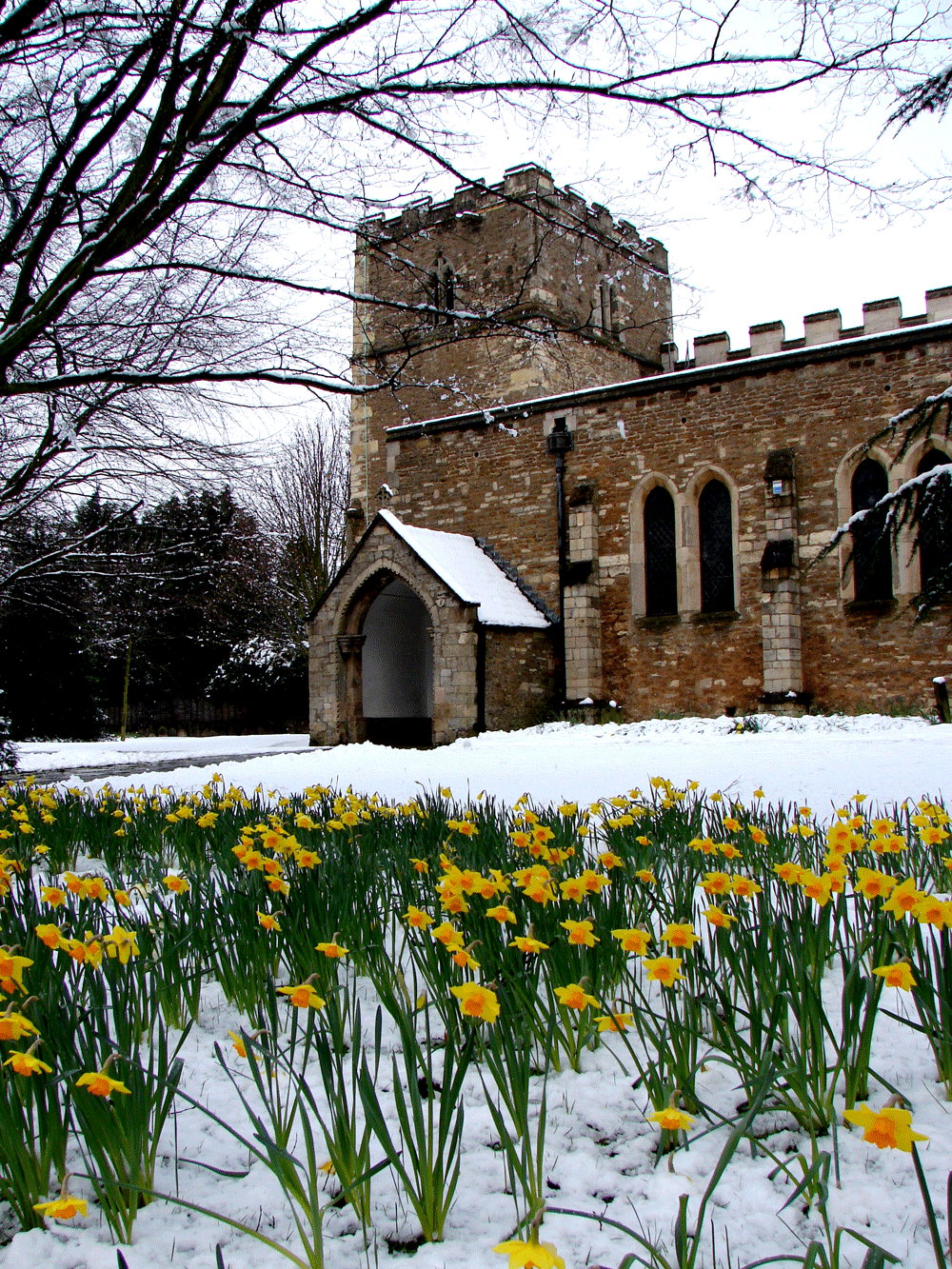 Snow-and-Daffodils-web