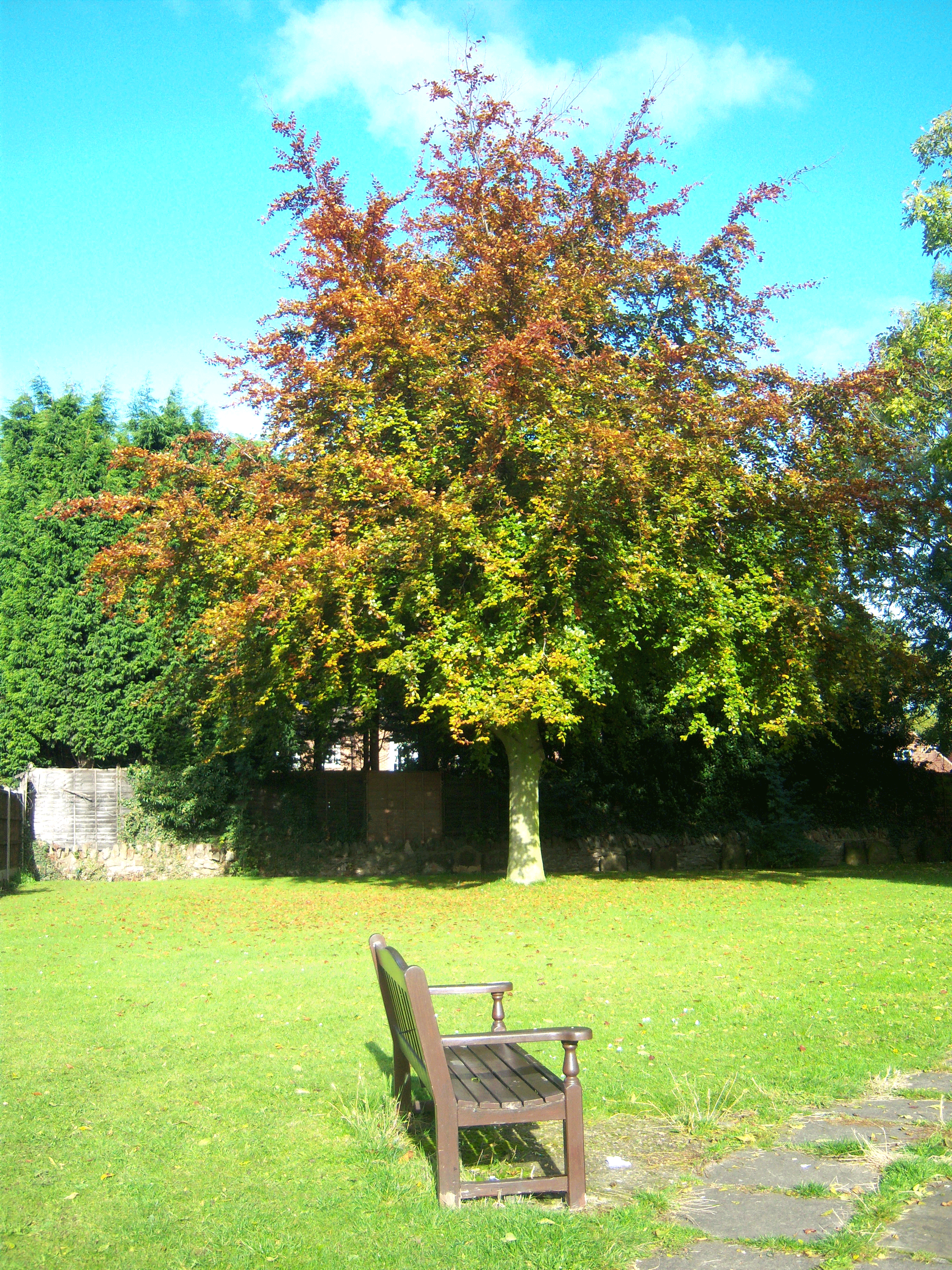 bench-tree-2-web-