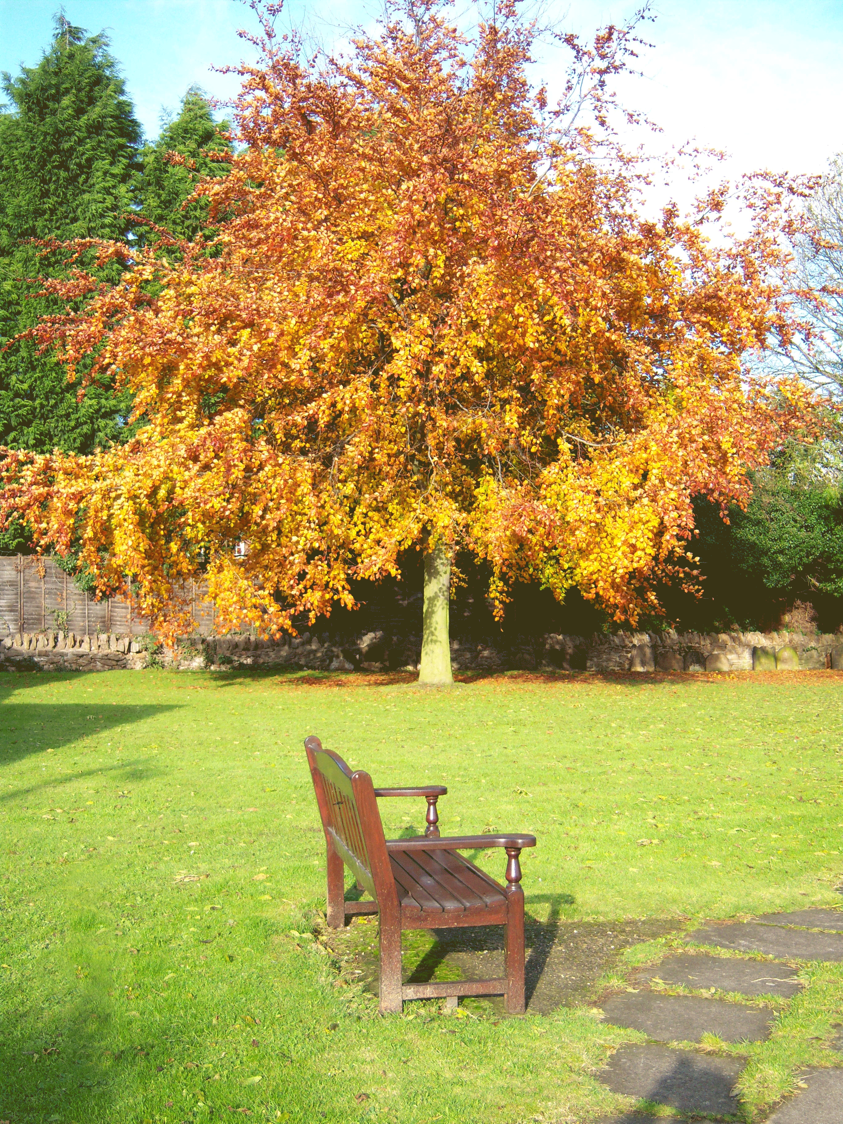 tree-bench-3-web
